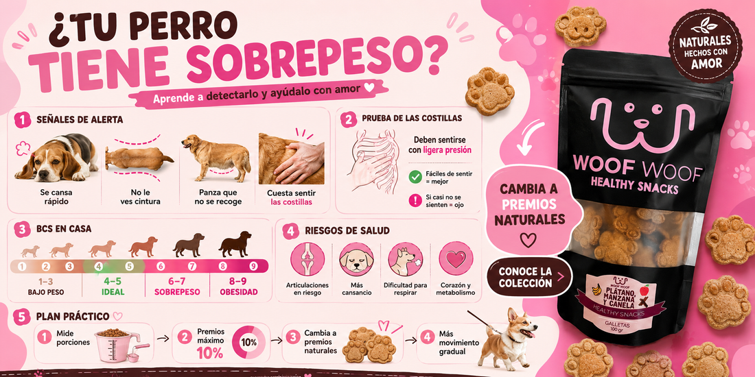 Señales de que tu perro tiene sobrepeso (y cómo ayudarlo)