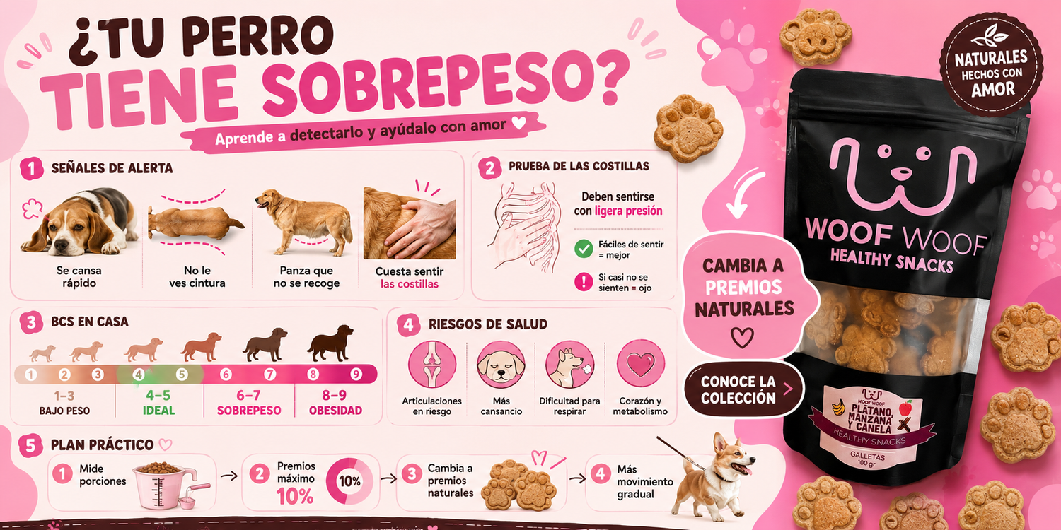 Señales de que tu perro tiene sobrepeso (y cómo ayudarlo)
